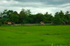 Mindanao, Ricefield 4