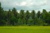 Mindanao, Ricefield 3