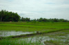 Mindanao, Ricefield 5