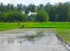Mindanao, Rice Field 6