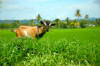 Mindanao, Goat in field