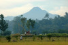 Mindanao, Ricefield 10
