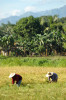 Mindanao, Ricefield 13