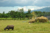 Mindanao, Ricefield 20