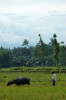 Mindanao, Ricefield 26