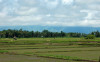 Mindanao, Ricefield 27