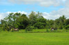 Mindanao, Ricefield 7