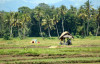 Mindanao, Ricefield 8