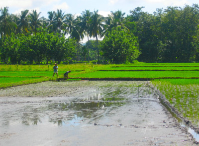 Mindanao, Rice Field 6