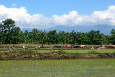 Mindanao, Ricefield 1