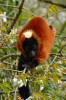 Red-ruffed lemur 