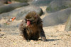 Young Japanese Macaque