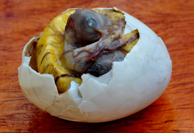 Balut
