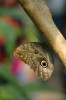 Philippines, Mindanao, Owl Butterfly
