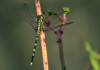 Percher Dragonfly 
