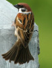 Philippines, Mindanao, Maya Eurasion tree sparrow