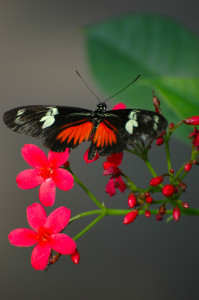 Philippines, Mindanao, Orange Long Wing Butterfly
