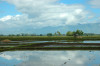 Landscapes, Mindanao Ricepaddy