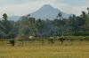 Philippines, Mindanao, ricefield 01