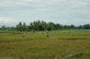 Philippines, Mindanao, ricefield 04