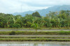 Philippines, Mindanao, ricefield 05