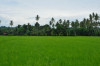 Philippines, Mindanao, ricefield 06