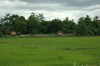 Philippines, Mindanao, ricefield 08