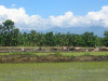 Philippines, Mindanao, ricefield 09