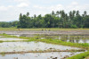 Philippines, Mindanao, ricefield 10