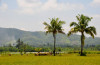 Philippine Impressions, Mindanao, Landscapes, Rice field scenery, treshing