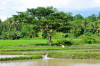 Philippines, Mindanao, Rice paddy