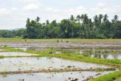 Philippines, Mindanao, ricefield 10