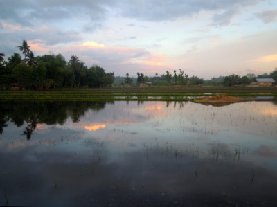 Philippines, Mindanao, ricefield at sundown