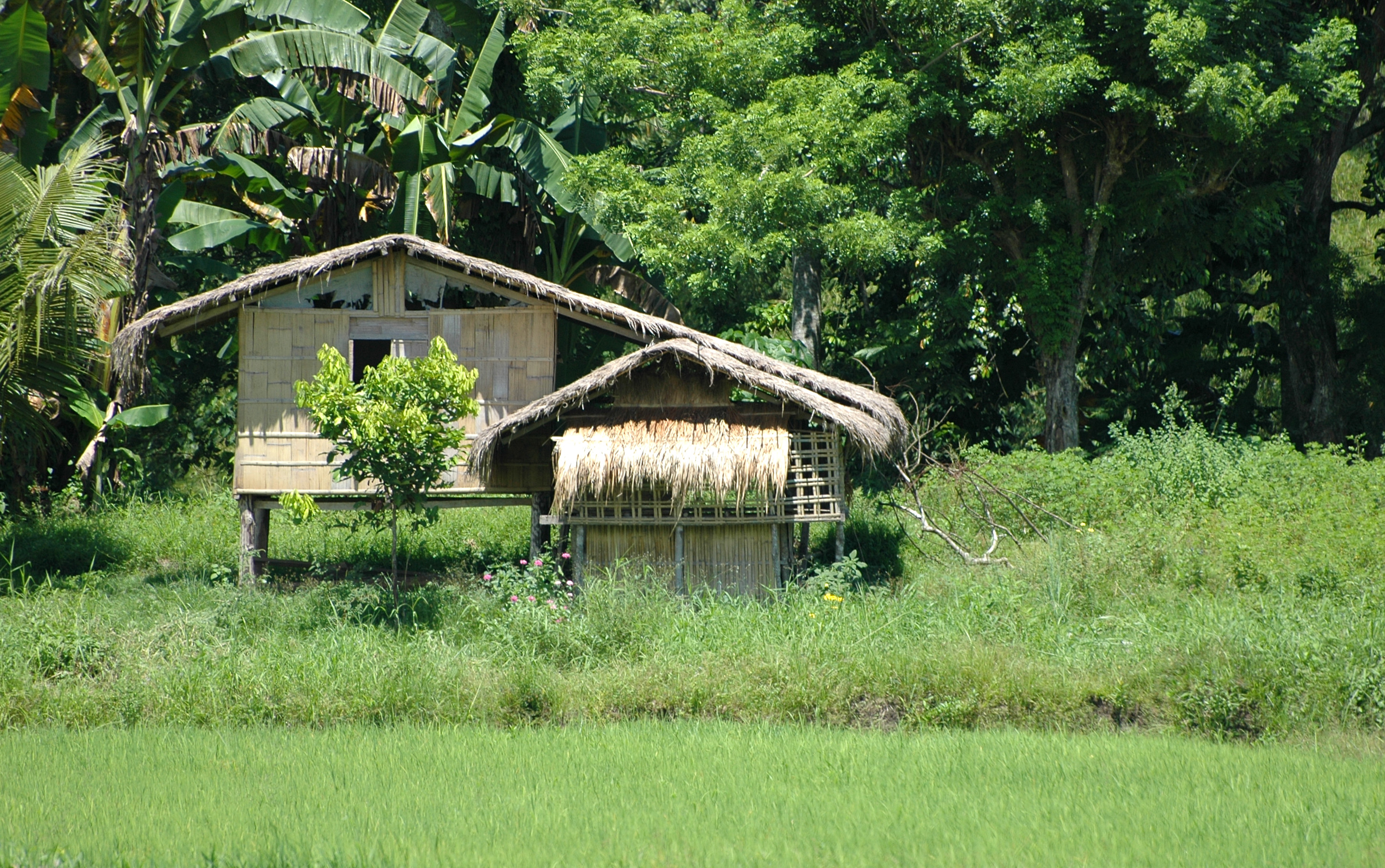 Philippines, Mindanao, Bahay Kubo. 