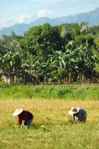 Philippines, Mindanao, Harvest Time 01