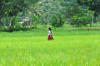 Philippines, Mindanao, young girl in rice paddy.