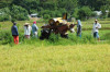 Philippines, Mindanao, Harvesting 