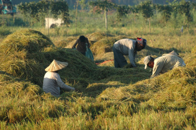 Philippines, Mindanao, harvesting rice.